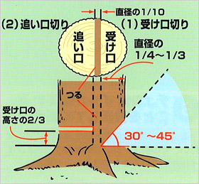 基本的な伐倒方法を守ってください。