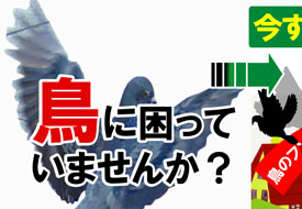 鳥に困っていませんか？