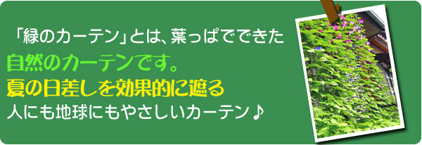 緑のカーテンとは、葉っぱでできた自然のカーテンです。