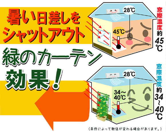 緑のカーテン,よしず,すだれ,グリーンカーテン,熱中症対策