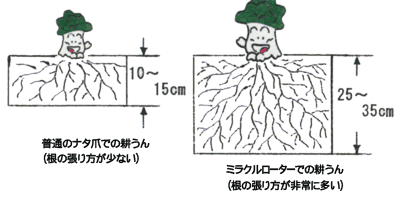 根の張り方