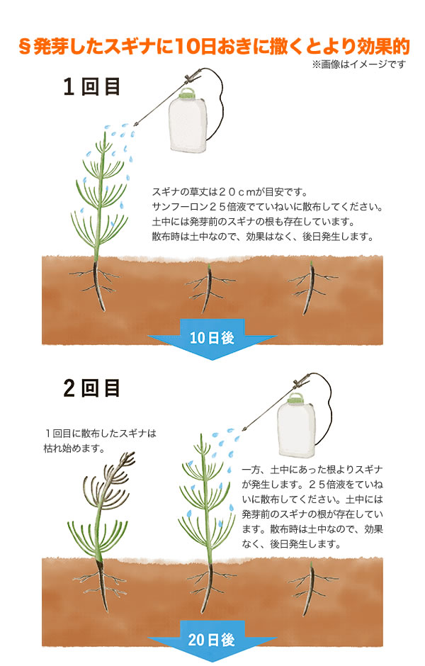 発芽したスギナに10日おきに撒くとより効果的